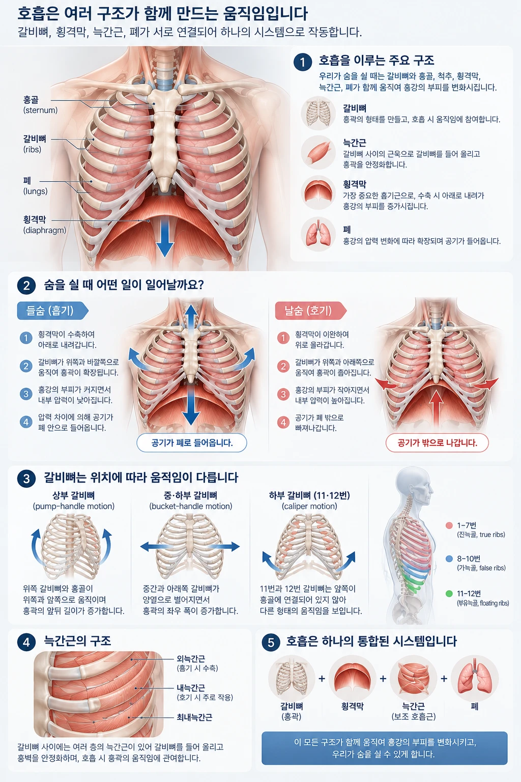 호흡은 여러 구조가 함께 만드는 움직임이라는 제목의 모식도. 1번은 호흡을 이루는 주요 구조로 갈비뼈, 늑간근, 횡격막, 폐를 보여 줍니다. 2번은 들숨과 날숨의 순서입니다. 들숨에서는 횡격막이 수축해 내려가고 갈비뼈가 위와 바깥으로 움직여 흉강이 넓어지며, 압력이 낮아져 공기가 들어옵니다. 날숨에서는 횡격막이 풀려 올라가고 흉곽이 좁아져 공기가 나갑니다. 3번은 갈비뼈의 위치에 따른 움직임으로, 상부 갈비뼈의 펌프 손잡이 운동, 중·하부 갈비뼈의 양동이 손잡이 운동, 11·12번 갈비뼈의 캘리퍼 운동을 보여 줍니다. 4번은 외늑간근, 내늑간근, 최내늑간근으로 이루어진 늑간근의 구조, 5번은 갈비뼈·횡격막·늑간근·폐가 하나의 시스템으로 움직인다는 정리입니다.