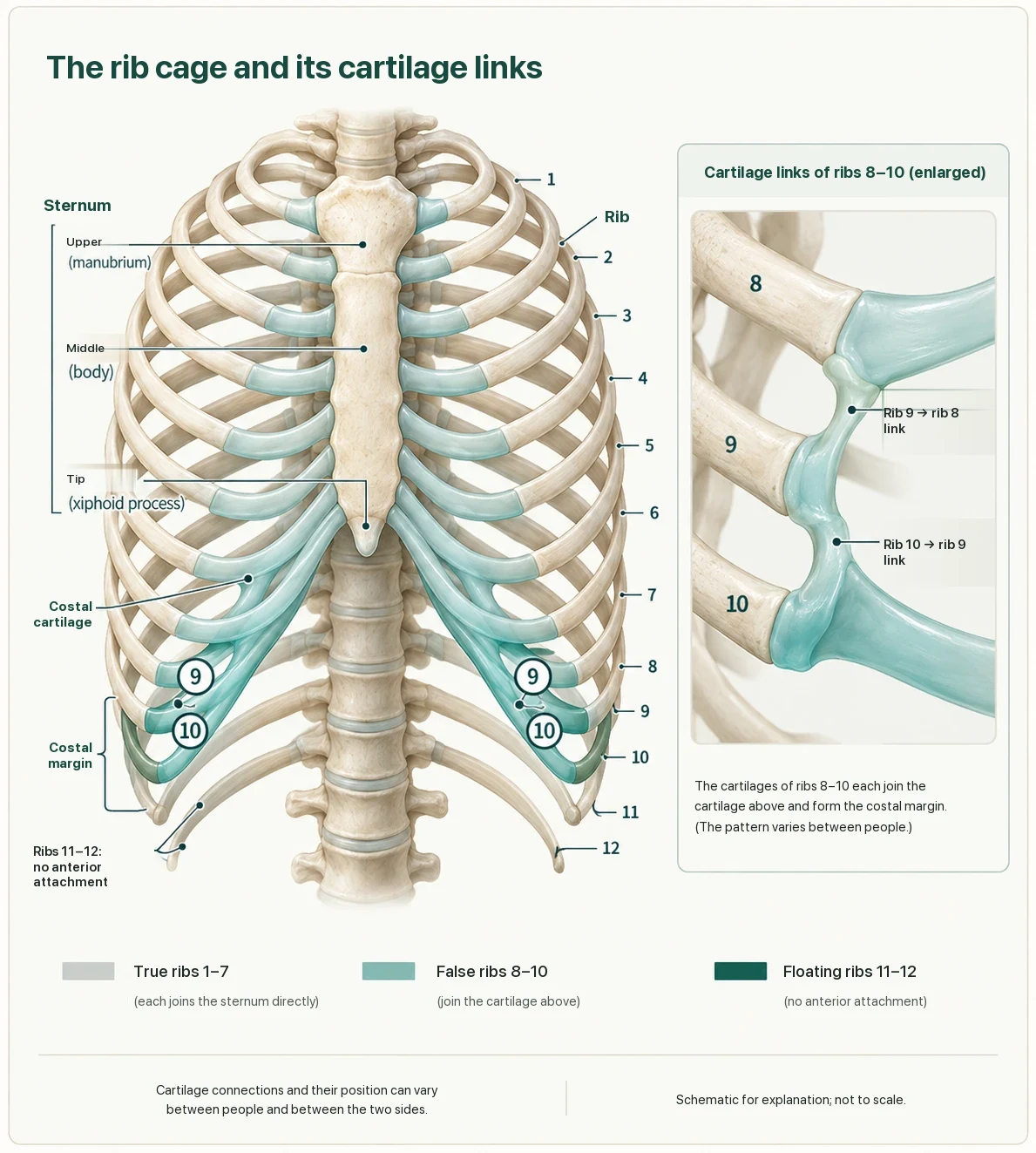 Front view of the rib cage with ribs numbered 1 to 12, the sternum and the costal cartilages. An enlarged panel shows the cartilage of rib 9 joining rib 8 and the cartilage of rib 10 joining rib 9. True ribs 1–7, false ribs 8–10 and floating ribs 11–12 are colour-coded.