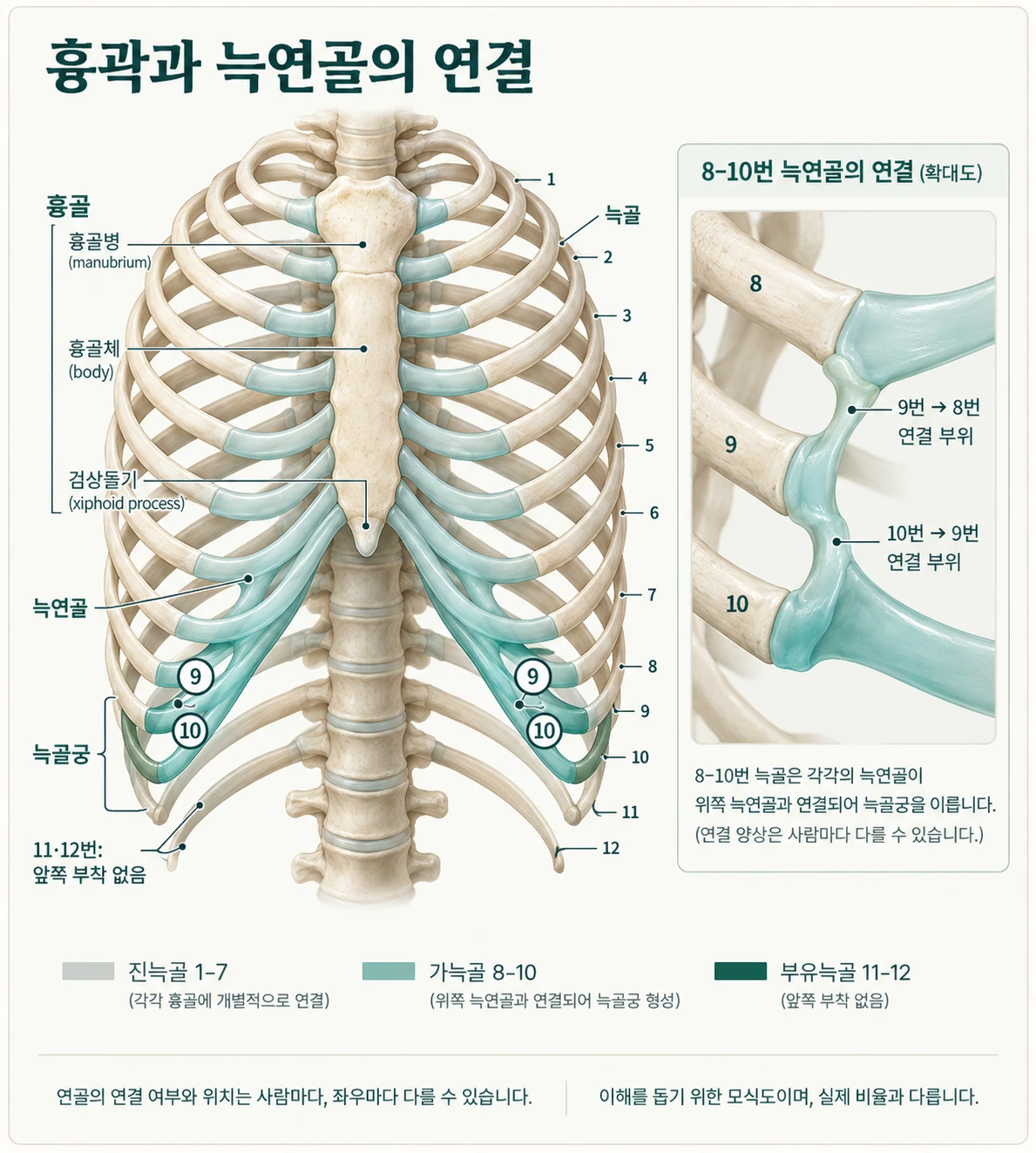 흉곽과 늑연골의 연결 모식도. 흉곽을 앞에서 본 그림으로, 진늑골 1–7번은 각각 흉골에 연결되고, 가늑골 8–10번은 위쪽 늑연골과 연결되어 늑골궁을 이루며, 부유늑골 11·12번은 앞쪽 부착이 없습니다. 확대도에는 9번 연골이 8번에, 10번 연골이 9번에 이어지는 부위가 표시되어 있습니다.